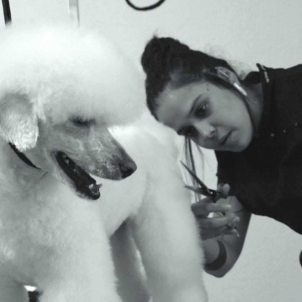 Corte a tijera en perro de pelo largo