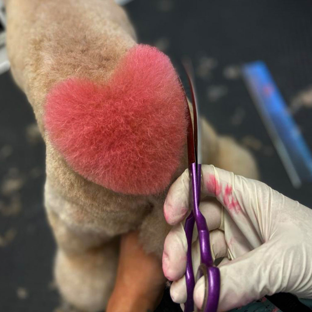 servicios de peluquería canina en Guadalajara - Fantasía