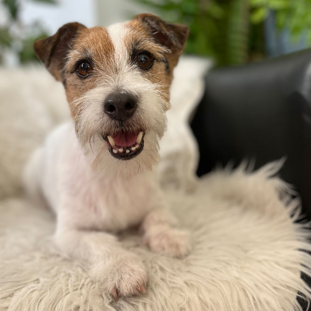 peluquería canina Corredor del Henares