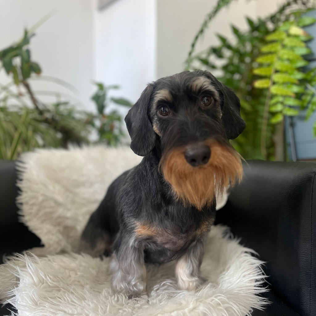 Stripping y Deslanado - Ej 2