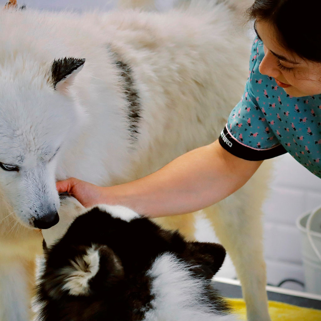 Stripping y Deslanado - Ej 4