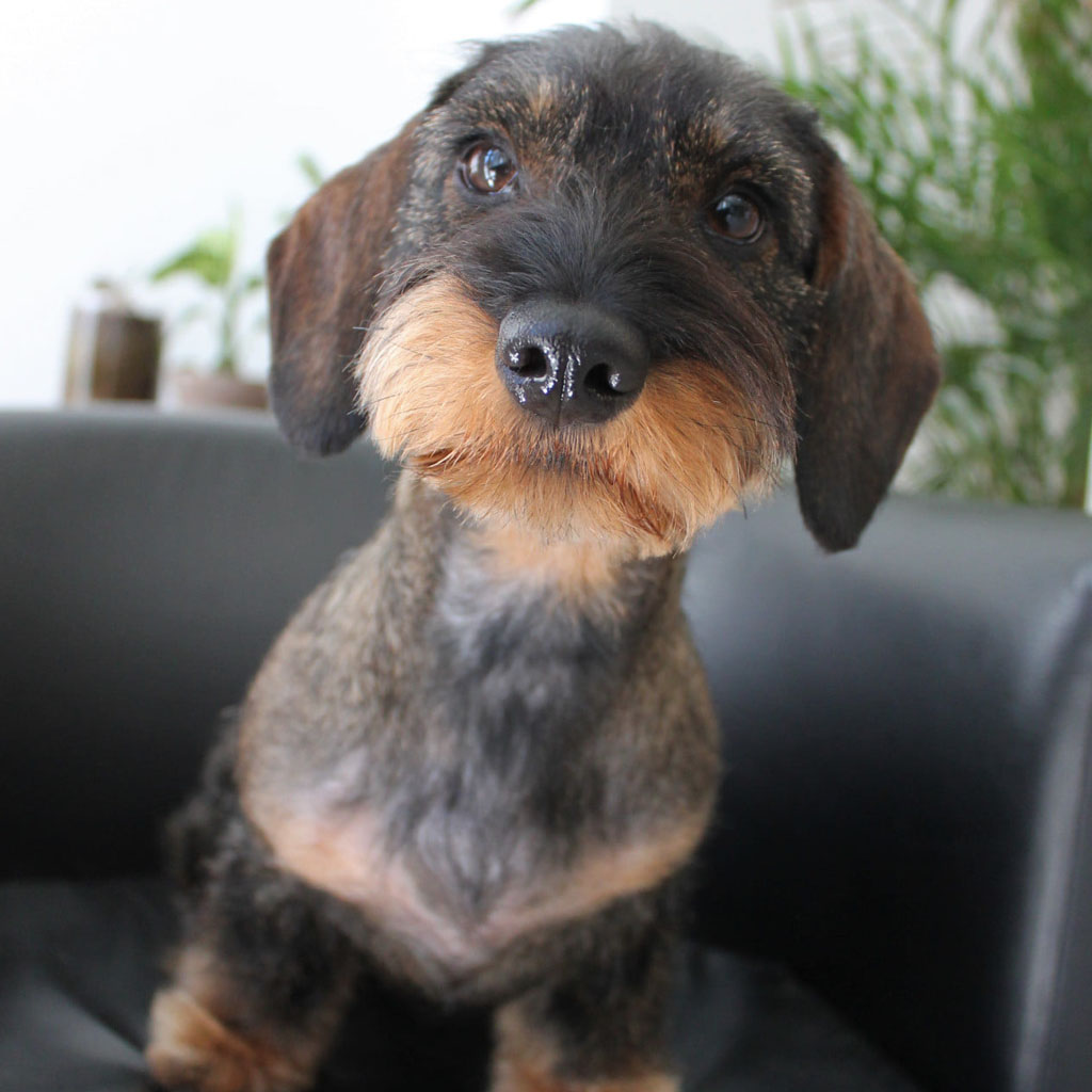 Stripping y Deslanado - Ej 5