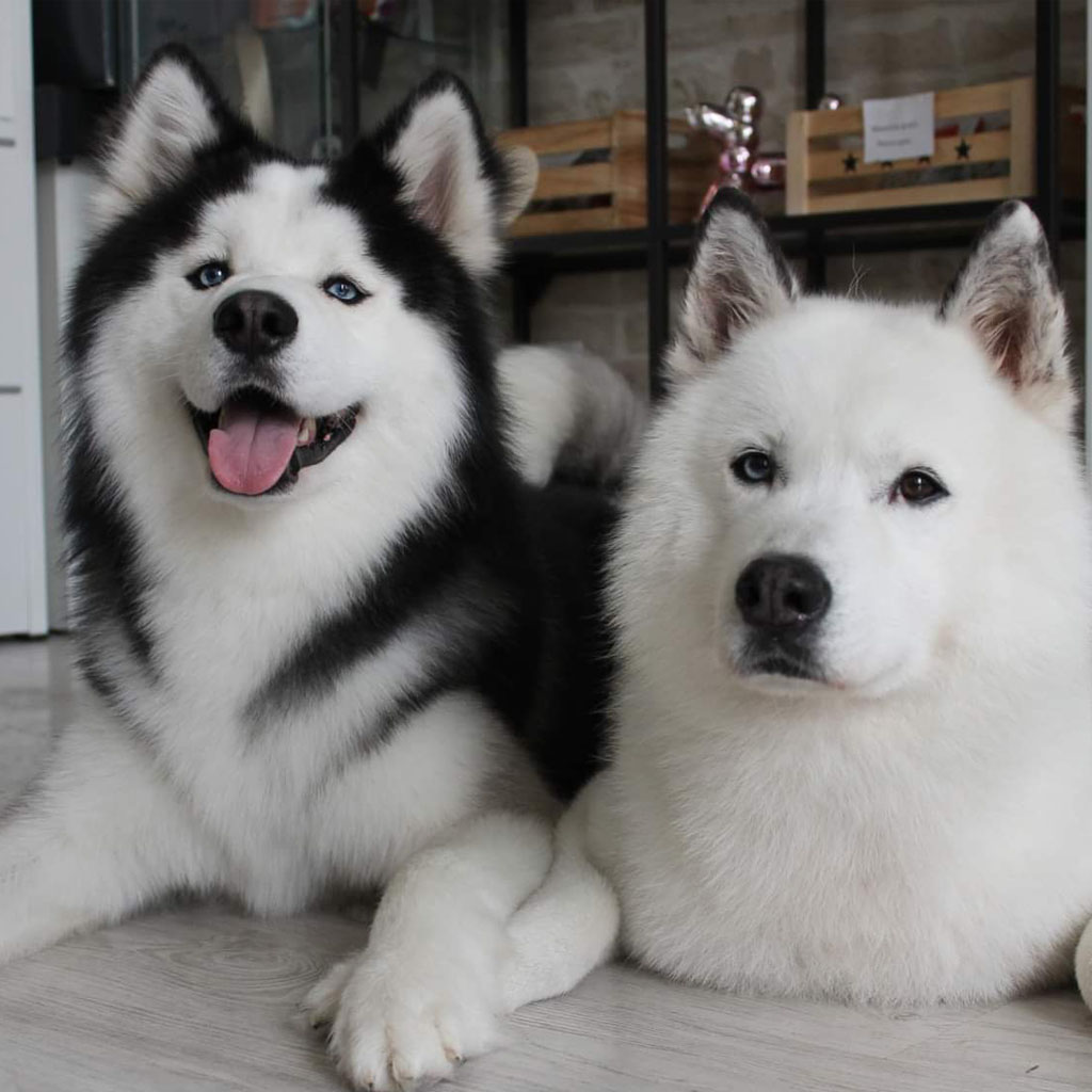 Stripping y Deslanado - Ej 6