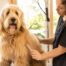 por qué no rapar a tu perro en verano
