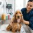 la importancia de los baños en los perros